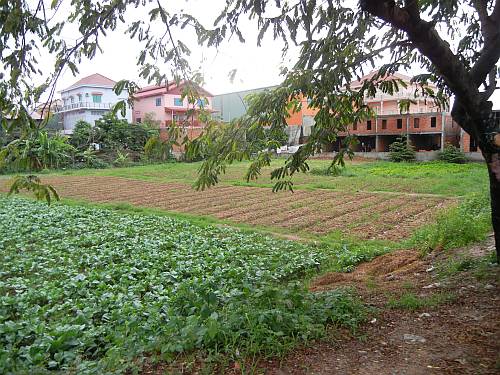 Urban farm in Phnom Penh